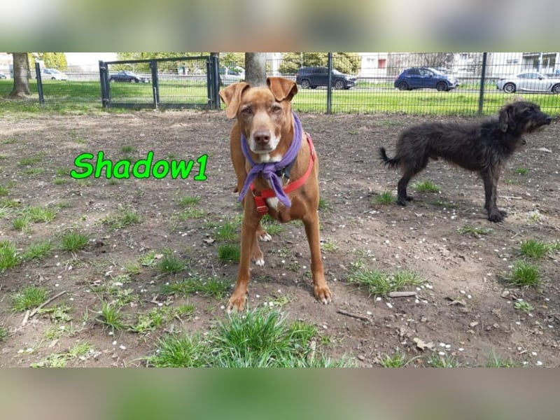 Shadow1 10/2021 (in Deutschland) - liebevoller Labrador-Border-Collie-Mix, treuer Menschenfreund!
