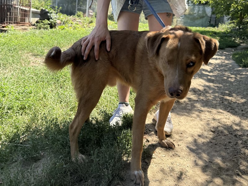 Jack - ein ganz besonderer Schatz braucht genau dich