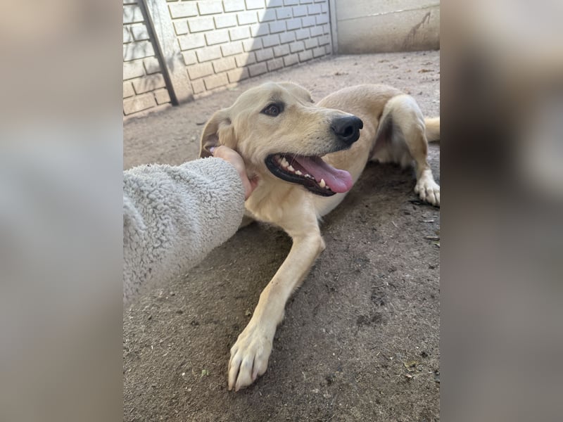 Vezér sucht seine Menschen