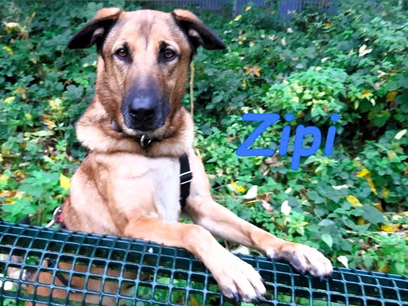 Zipi geb. 09/2021 (in Deutschland) - aufgeschlossener, verspielter und intelligenter Labrador Mix!