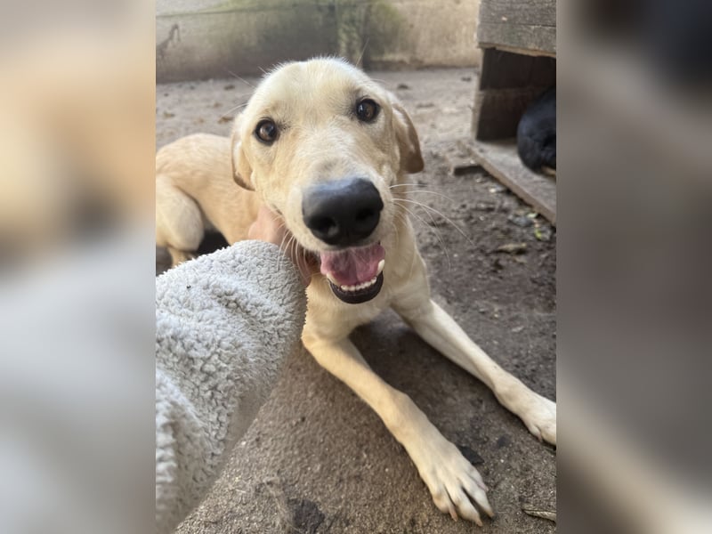 Vezér sucht seine Menschen