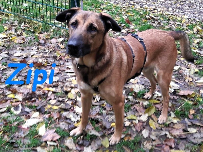 Zipi geb. 09/2021 (in Deutschland) - aufgeschlossener, verspielter und intelligenter Labrador Mix!
