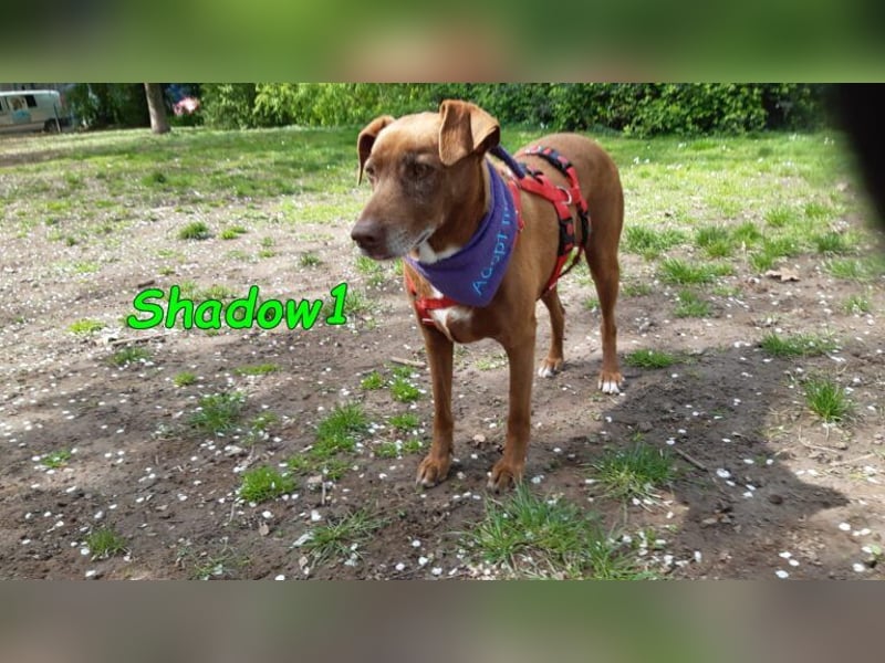 Shadow1 10/2021 (in Deutschland) - liebevoller Labrador-Border-Collie-Mix, treuer Menschenfreund!