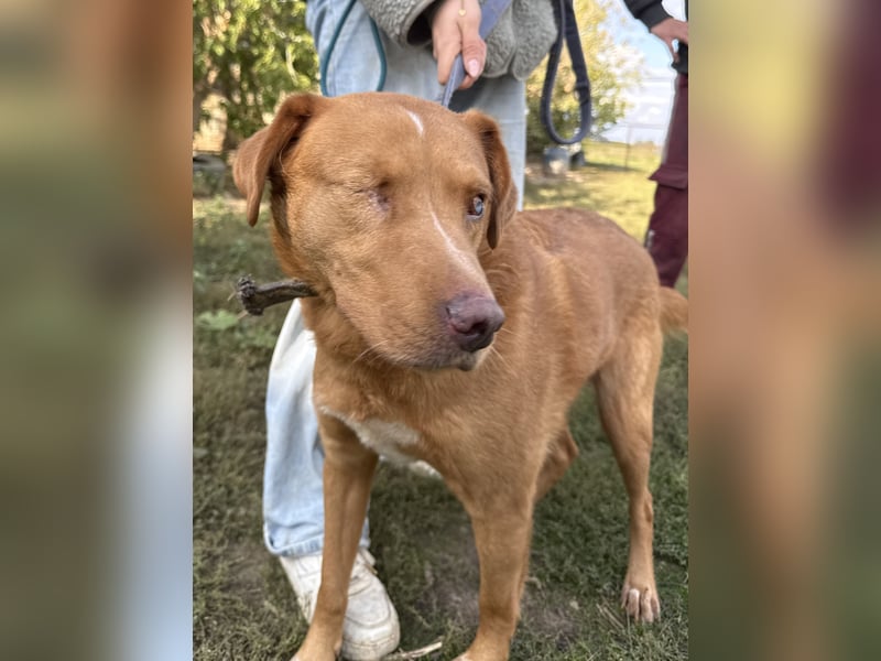 Jack - ein ganz besonderer Schatz braucht genau dich