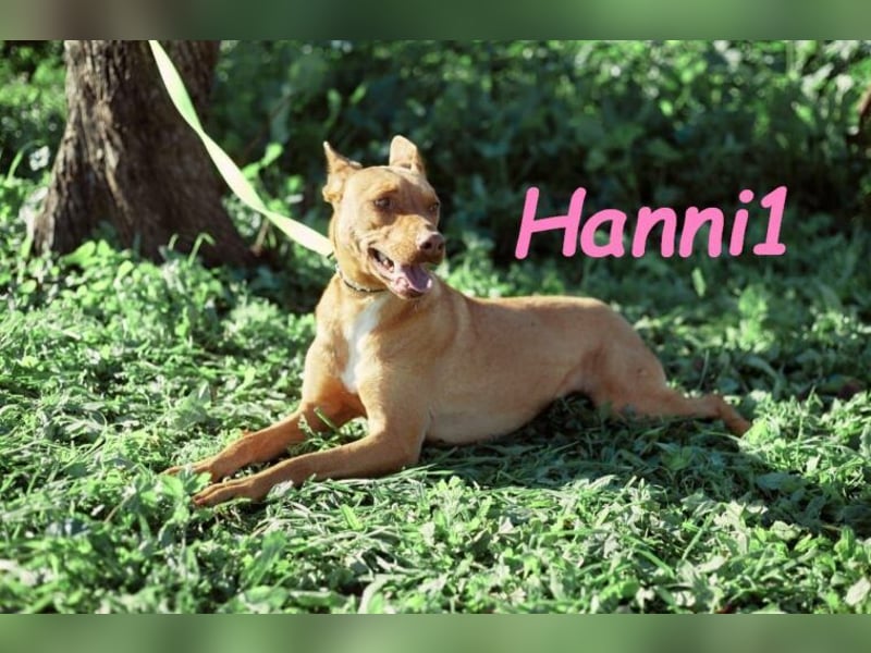 Hanni1 geb. 10/2021 (in Deutschland ) - Labrador-Border-Collie Mix Hündin, ein Sonnenschein
