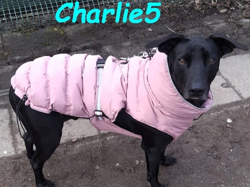 Charlie5 10/2021 (in Deutschland) - verspielter & neugieriger Labrador-Border-Collie-Mix!