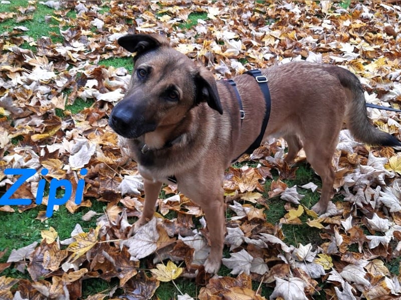 Zipi geb. 09/2021 (in Deutschland) - aufgeschlossener, verspielter und intelligenter Labrador Mix!