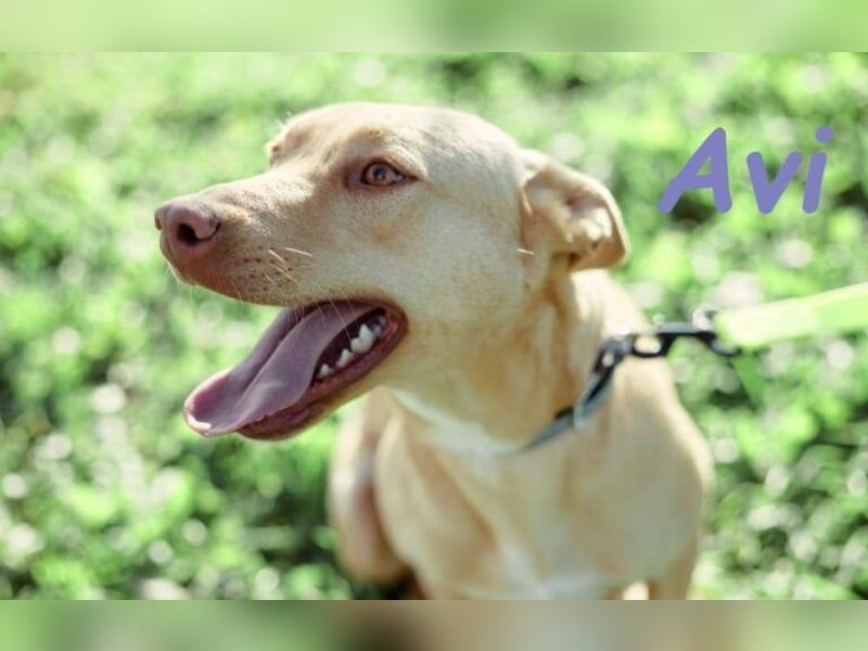 Avi geb. 10/2021 (DE) - unkomplizierte, soziale und liebe Border Collie-Labrador-Mix Hündin!