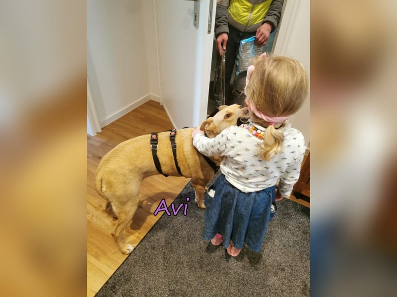 Avi geb. 10/2021 (DE) - unkomplizierte, soziale und liebe Border Collie-Labrador-Mix Hündin!