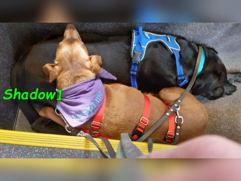 Shadow1 10/2021 (in Deutschland) - liebevoller Labrador-Border-Collie-Mix, treuer Menschenfreund!