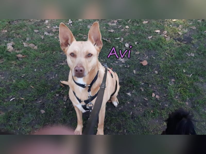 Avi geb. 10/2021 (DE) - unkomplizierte, soziale und liebe Border Collie-Labrador-Mix Hündin!