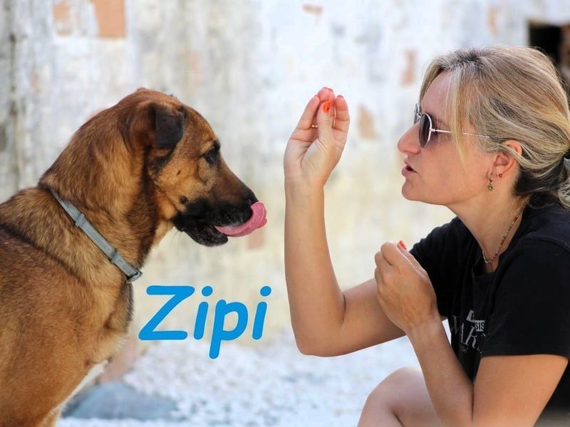 Zipi geb. 09/2021 (in Deutschland) - aufgeschlossener, verspielter und intelligenter Labrador Mix!