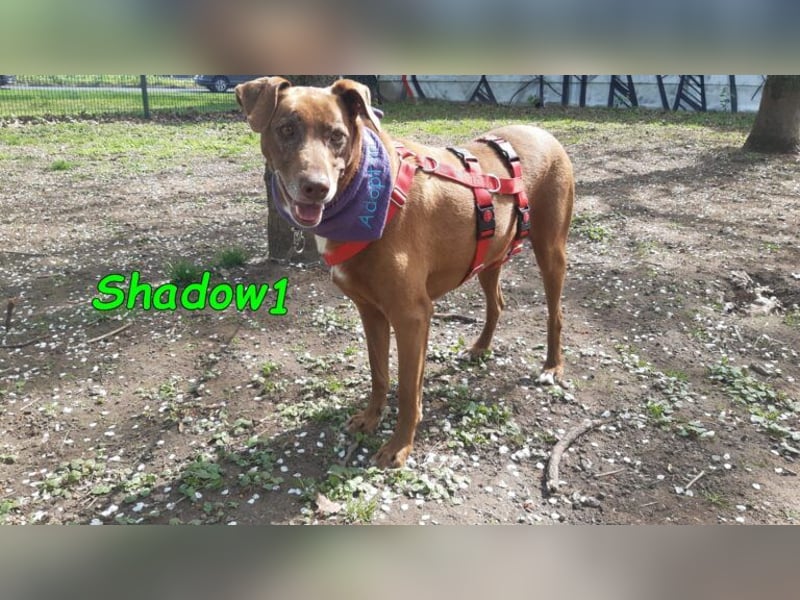 Shadow1 10/2021 (in Deutschland) - liebevoller Labrador-Border-Collie-Mix, treuer Menschenfreund!