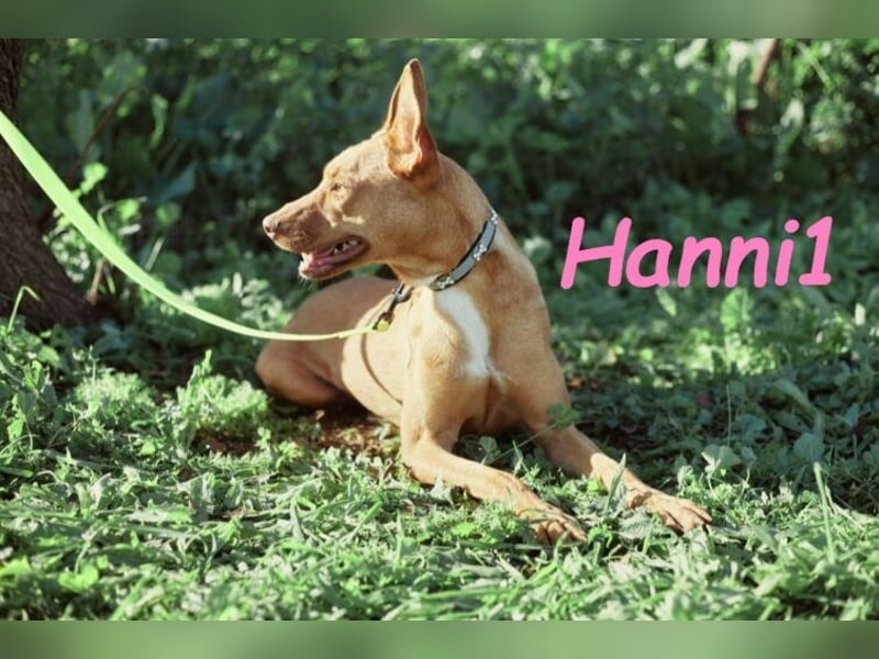 Hanni1 geb. 10/2021 (in Deutschland ) - Labrador-Border-Collie Mix Hündin, ein Sonnenschein