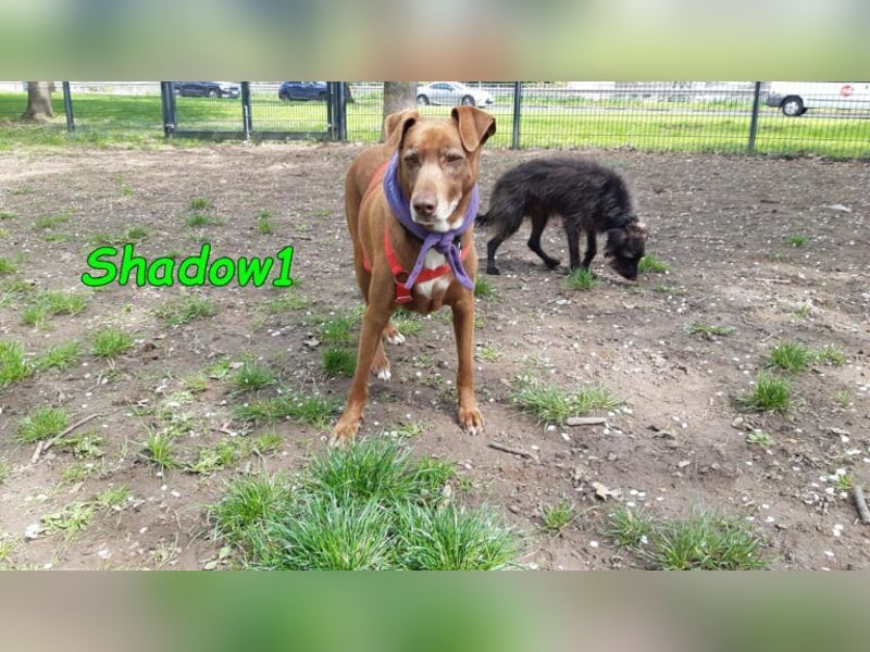 Shadow1 10/2021 (in Deutschland) - liebevoller Labrador-Border-Collie-Mix, treuer Menschenfreund!