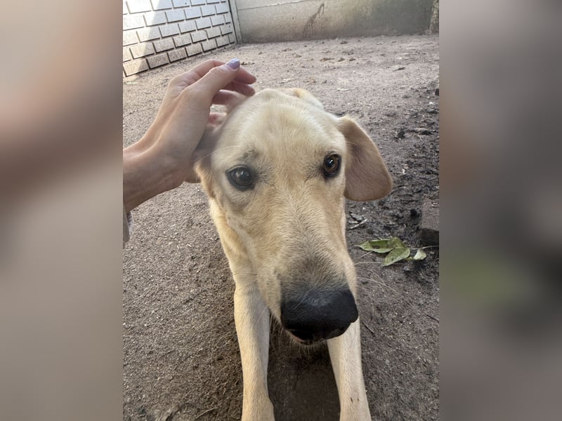 Vezér sucht seine Menschen