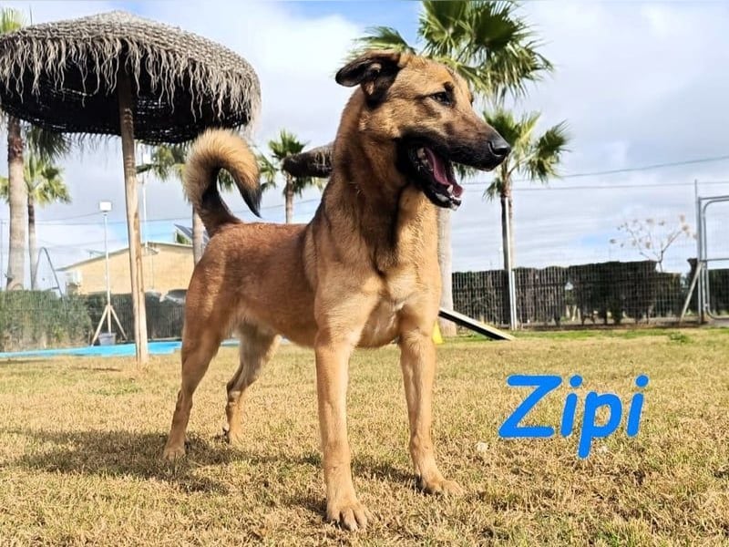 Zipi geb. 09/2021 (in Deutschland) - aufgeschlossener, verspielter und intelligenter Labrador Mix!