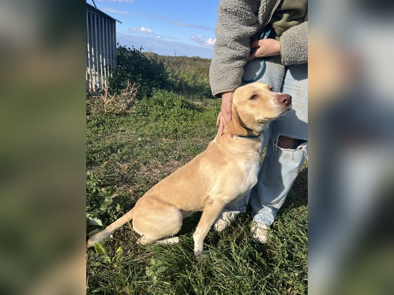 Joska - tollster Kerl auf 3 Beinen