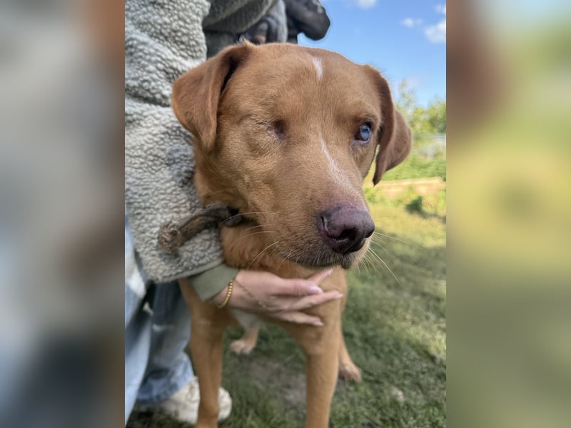 Jack - ein ganz besonderer Schatz braucht genau dich