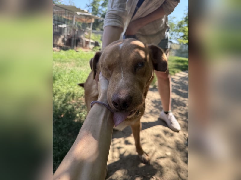 Jack - ein ganz besonderer Schatz braucht genau dich