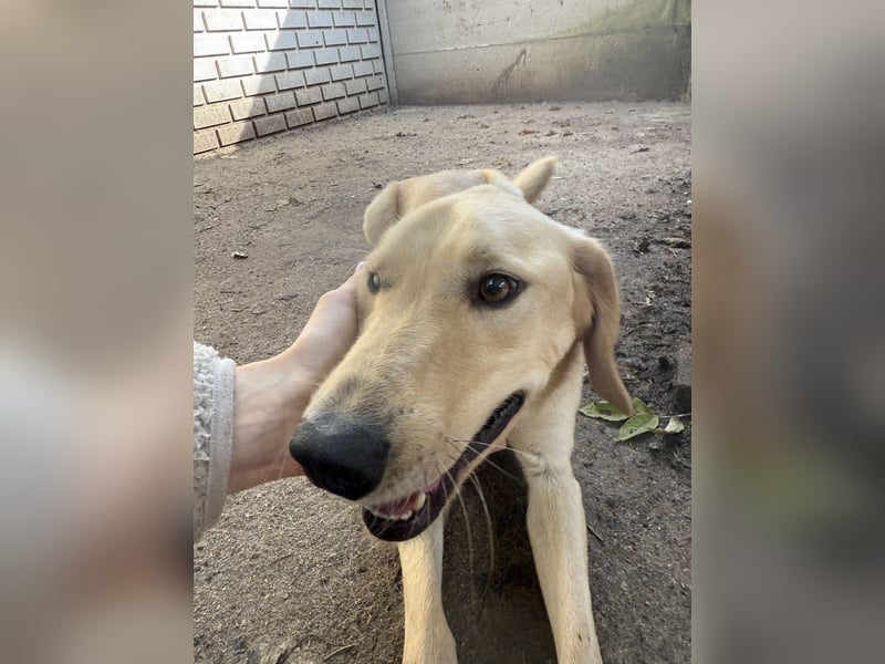 Vezér sucht seine Menschen