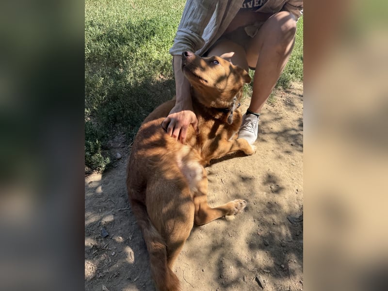 Jack - ein ganz besonderer Schatz braucht genau dich