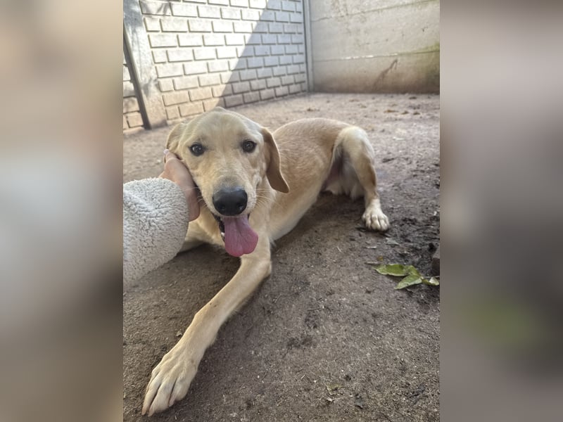 Vezér sucht seine Menschen