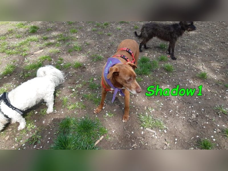 Shadow1 10/2021 (in Deutschland) - liebevoller Labrador-Border-Collie-Mix, treuer Menschenfreund!