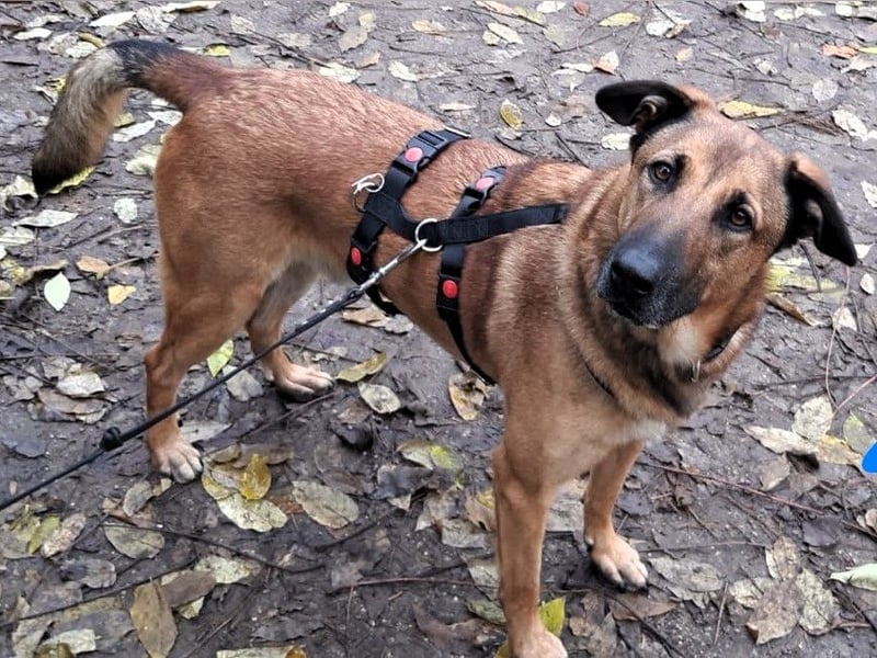 Zipi geb. 09/2021 (in Deutschland) - aufgeschlossener, verspielter und intelligenter Labrador Mix!