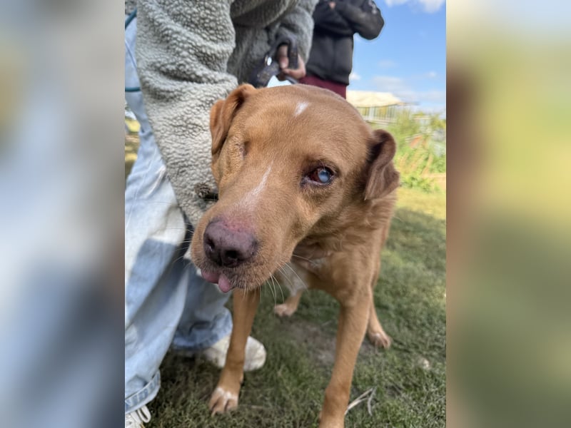 Jack - ein ganz besonderer Schatz braucht genau dich