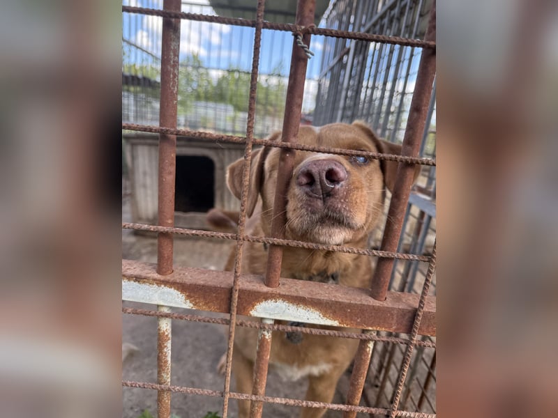 Jack - toller Kerl mit großem Herz