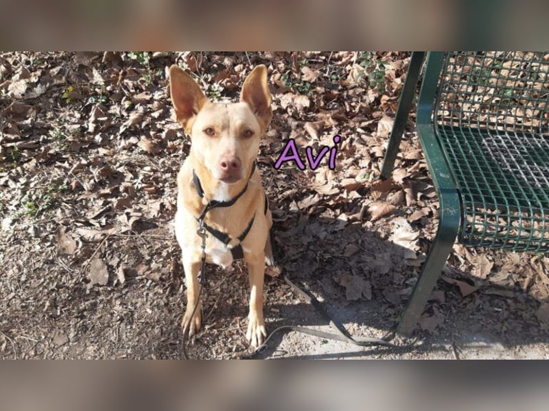 Avi geb. 10/2021 (DE) - unkomplizierte, soziale und liebe Border Collie-Labrador-Mix Hündin!