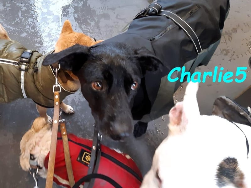 Charlie5 10/2021 (in Deutschland) - verspielter & neugieriger Labrador-Border-Collie-Mix!