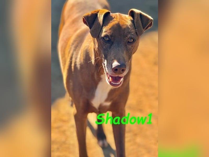 Shadow1 10/2021 (in Deutschland) - liebevoller Labrador-Border-Collie-Mix, treuer Menschenfreund!