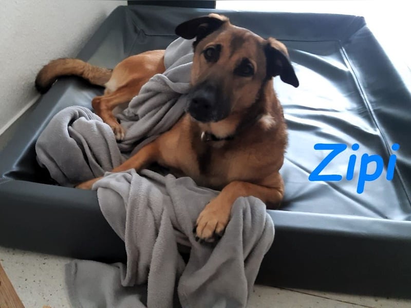 Zipi geb. 09/2021 (in Deutschland) - aufgeschlossener, verspielter und intelligenter Labrador Mix!