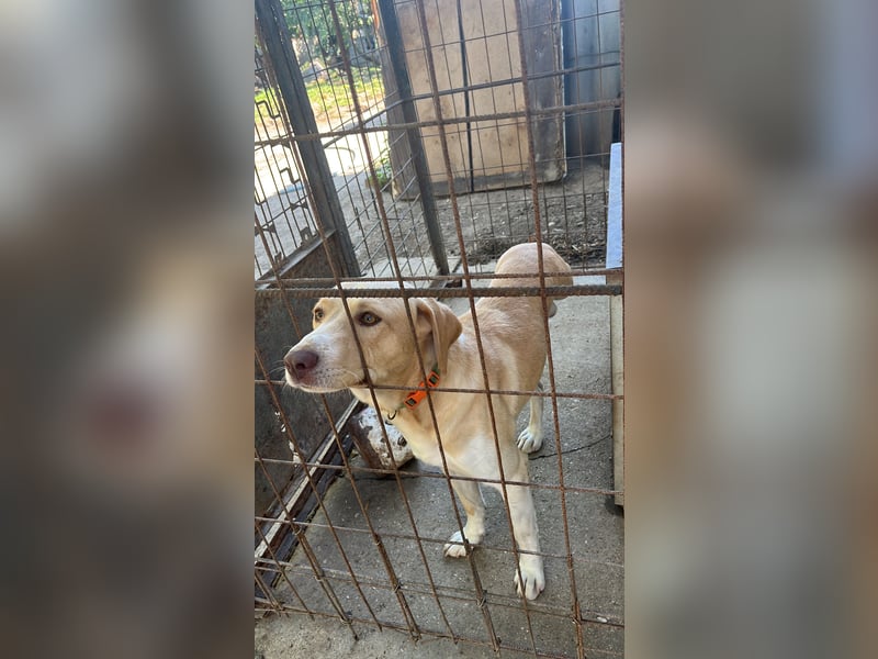 Joska - tollster Kerl auf 3 Beinen