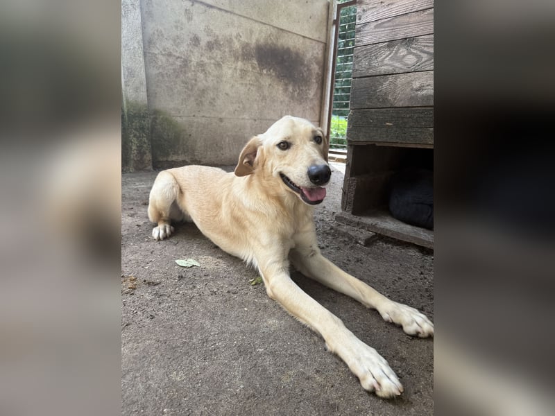 Vezér sucht seine Menschen