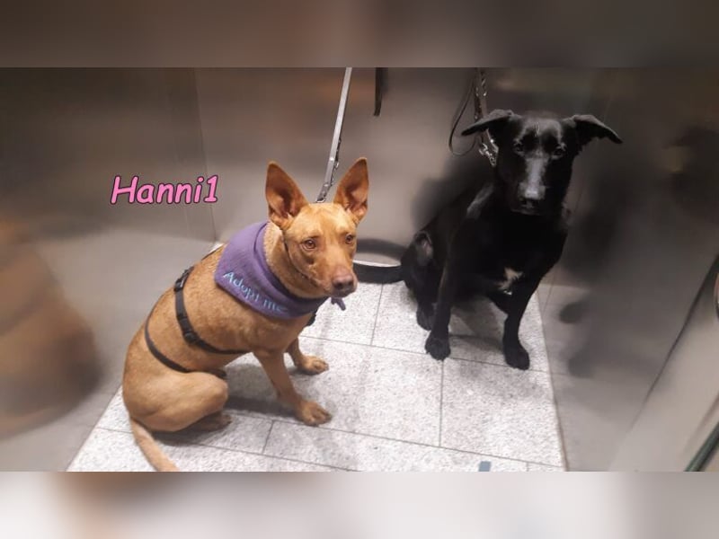 Hanni1 geb. 10/2021 (in Deutschland ) - Labrador-Border-Collie Mix Hündin, ein Sonnenschein