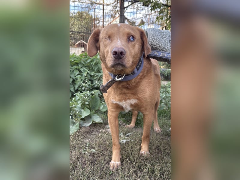 Jack - ein ganz besonderer Schatz braucht genau dich