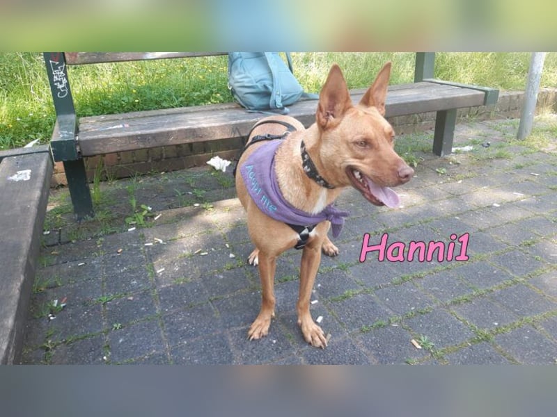 Hanni1 geb. 10/2021 (in Deutschland ) - Labrador-Border-Collie Mix Hündin, ein Sonnenschein