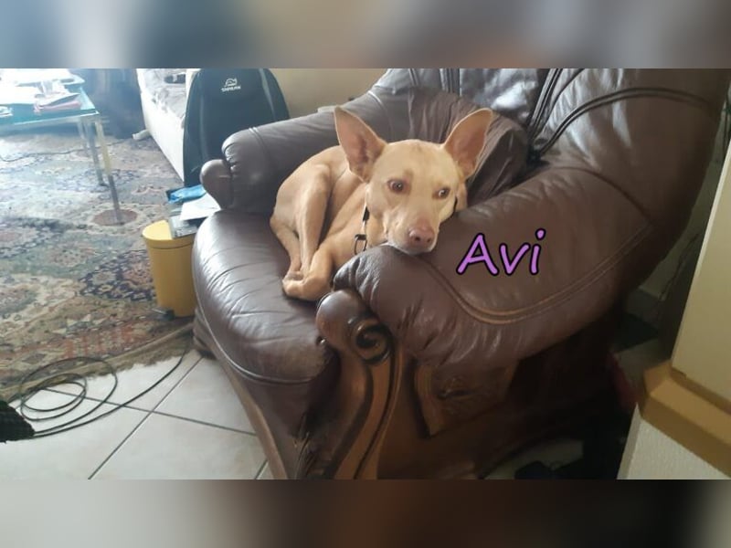Avi geb. 10/2021 (DE) - unkomplizierte, soziale und liebe Border Collie-Labrador-Mix Hündin!