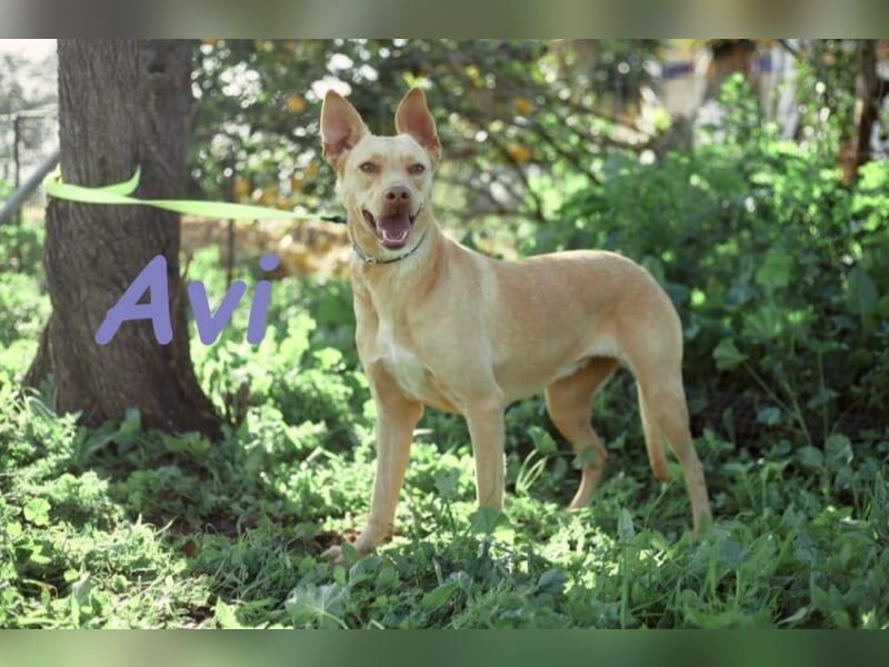 Avi geb. 10/2021 (DE) - unkomplizierte, soziale und liebe Border Collie-Labrador-Mix Hündin!