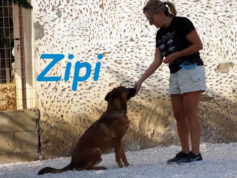 Zipi geb. 09/2021 (in Deutschland) - aufgeschlossener, verspielter und intelligenter Labrador Mix!