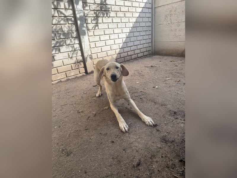 Vezér sucht seine Menschen