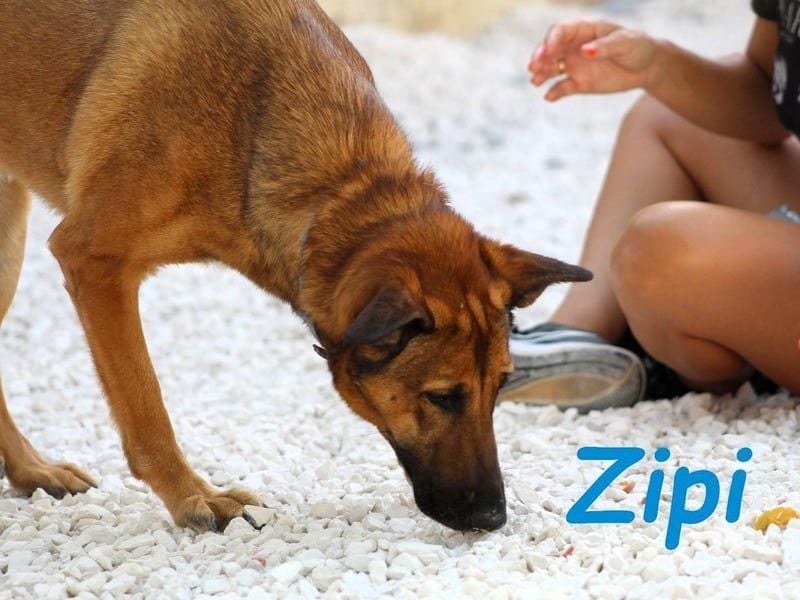Zipi geb. 09/2021 (in Deutschland) - aufgeschlossener, verspielter und intelligenter Labrador Mix!