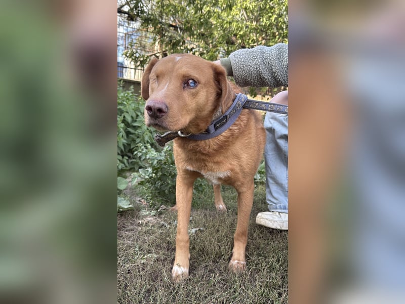 Jack - ein ganz besonderer Schatz braucht genau dich