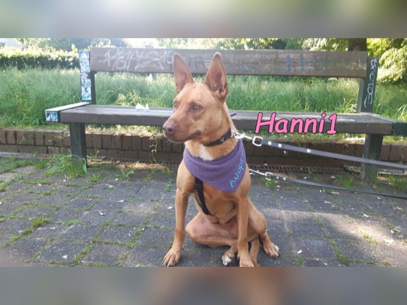 Hanni1 geb. 10/2021 (in Deutschland ) - Labrador-Border-Collie Mix Hündin, ein Sonnenschein