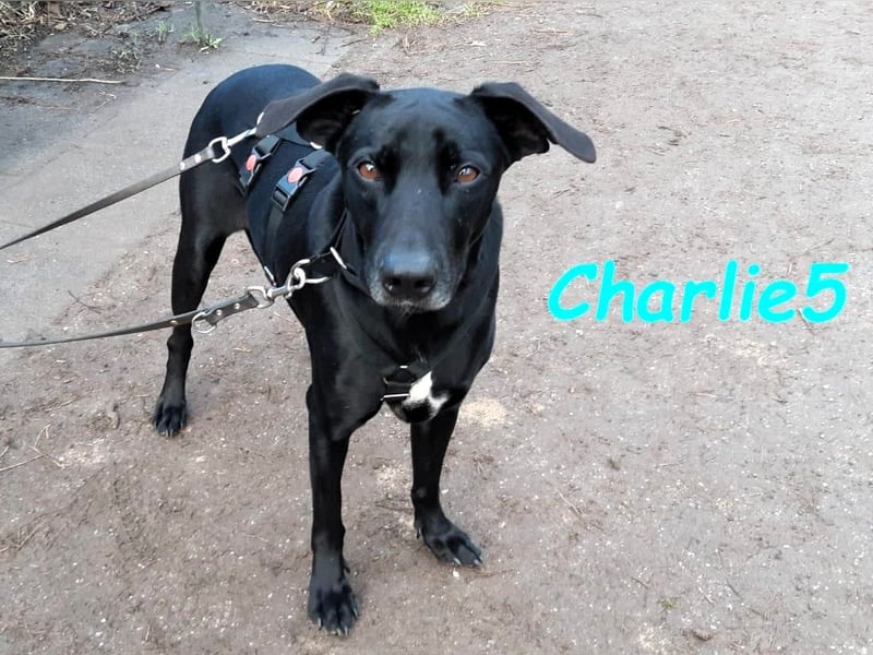 Charlie5 10/2021 (in Deutschland) - verspielter & neugieriger Labrador-Border-Collie-Mix!