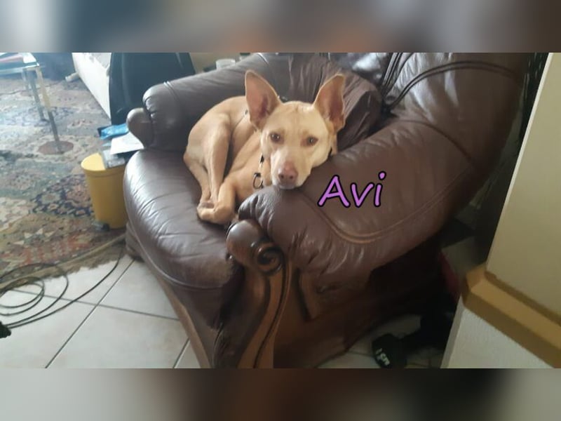 Avi geb. 10/2021 (DE) - unkomplizierte, soziale und liebe Border Collie-Labrador-Mix Hündin!