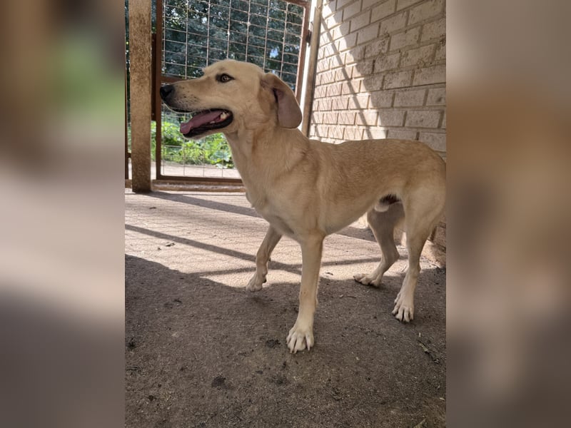 Vezér sucht seine Menschen